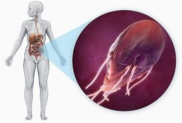 Parassiti nel tratto digestivo