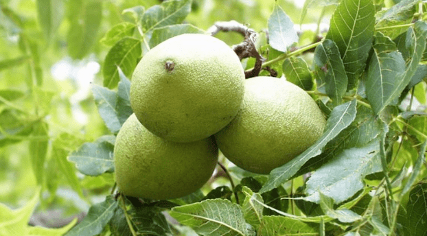 Pulizia dei parassiti con una buccia di noci