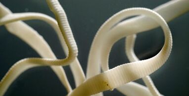 parassita piatto dal corpo umano